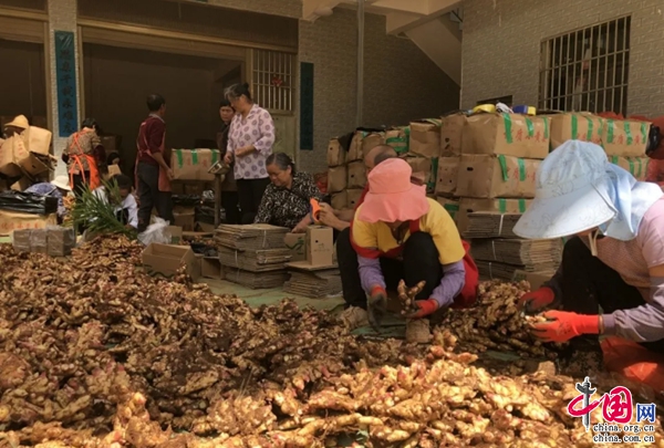 小黄姜上市首日破万单 云南丘北率先打造农产品电商第一车间